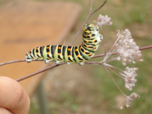 Schmidtburg 09  001066.JPG